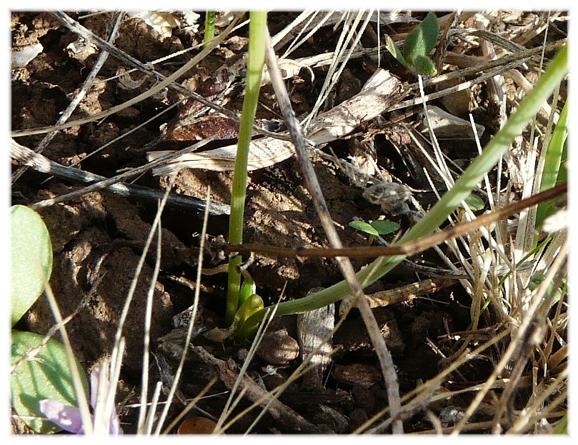 Prospero autumnale (Asparagaceae)